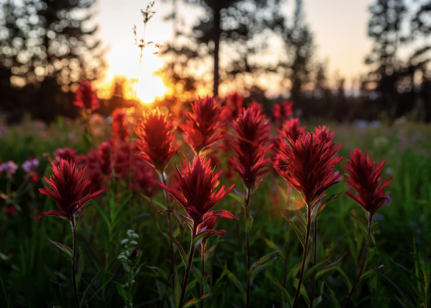 Prairie Fire Skies, Wyoming